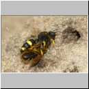 Cerceris rybyensis - Knotenwespe 38f mit Lasioglossum - Furchenbiene - Sandgrube OS-Wallenhorst.jpg